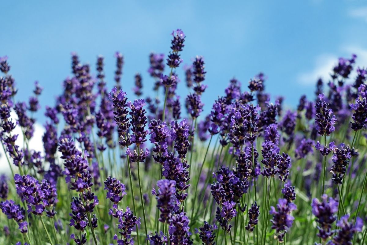 Magical Properties of Lavender